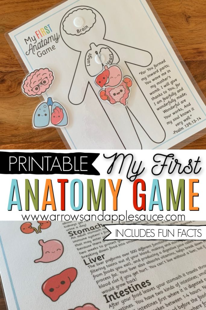 Learning about the human anotomy is fun and easy for kids with My First Anatomy game. Identify, match, and learn! We are fearfully and wonderfully made! #aboutme #anatomygame #preschoolscience #homeschoolprintables #humananatomy #busybindergame #filefoldergame #preschoolathome #kindergartenprintables #anatomyactivities #educationalprintables #fearfullyandwonderfullymade #kidsgames #homeschoolcurriculum