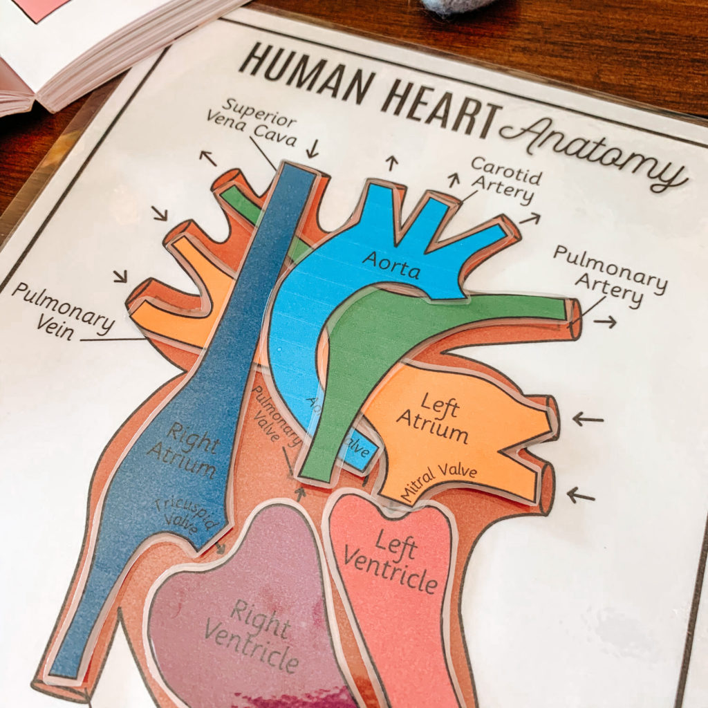 Studying the human heart anatomy is fun and easy with this great printable resource and selection of fun books. I heart this subject! #Homeschoolscience #kindergartenscience #humananatomy #heartanatomy #homeschoolprintables #christianhomeschool #humanheart #kidsscienceactivity #anatomyprintable