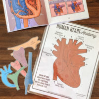 Heart Anatomy For Kids | Printable & Resources - Arrows & Applesauce