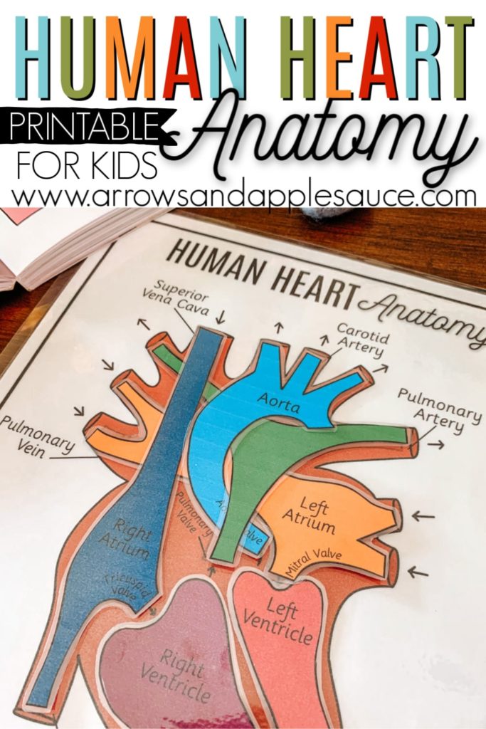 Studying the human heart anatomy is fun and easy with this great printable resource and selection of fun books. I heart this subject! #Homeschoolscience #kindergartenscience #humananatomy #heartanatomy #homeschoolprintables #christianhomeschool #humanheart #kidsscienceactivity #anatomyprintable 