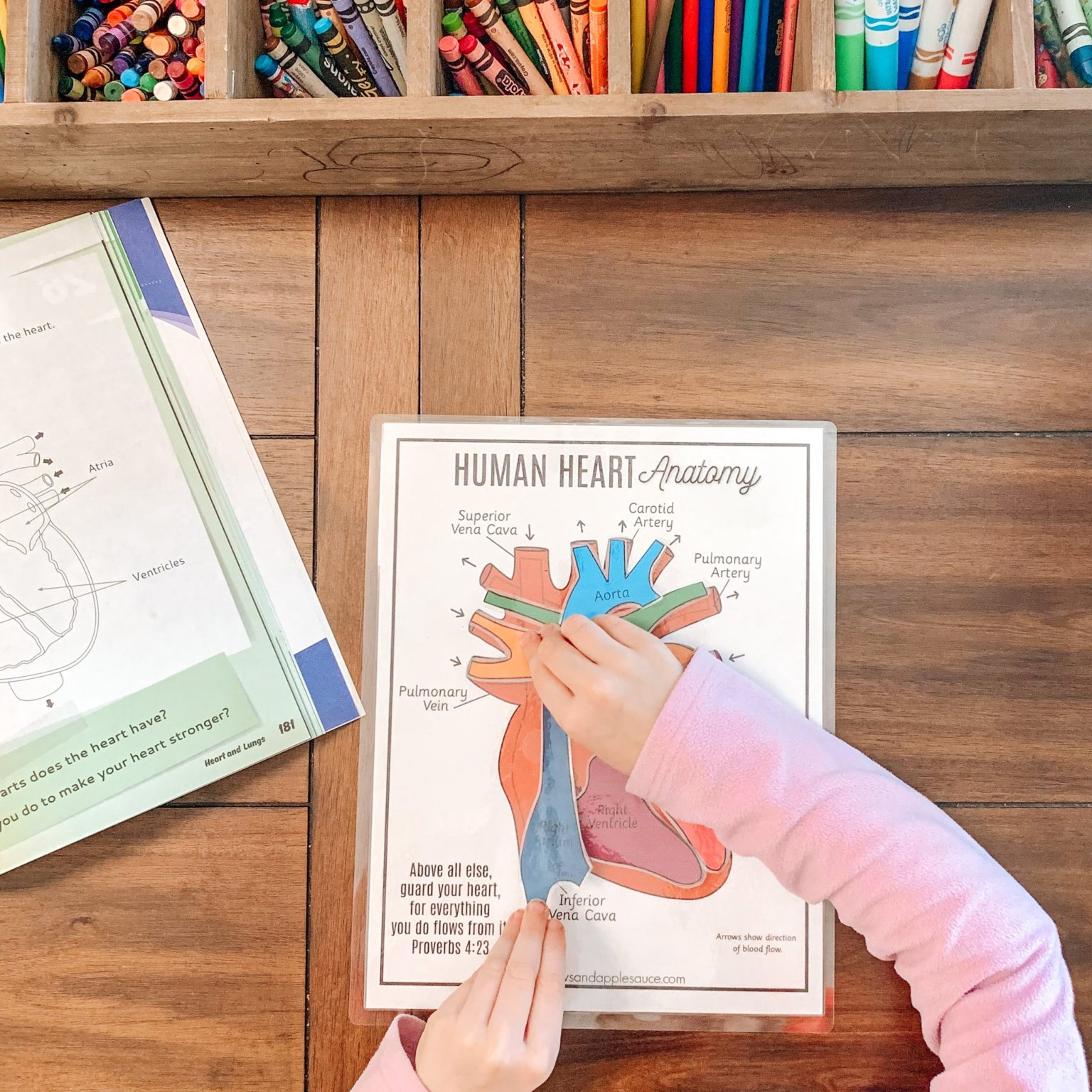 Heart Anatomy For Kids | Printable & Resources - Arrows & Applesauce