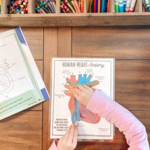 Studying the human heart anatomy is fun and easy with this great printable resource and selection of fun books. I heart this subject! #Homeschoolscience #kindergartenscience #humananatomy #heartanatomy #homeschoolprintables #christianhomeschool #humanheart #kidsscienceactivity #anatomyprintable