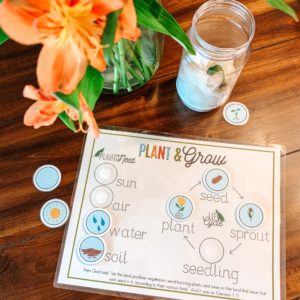 We had so much fun observing and learning about the plant life cycle using this fun and helpful printable chart. What a great way to study God's creation! #plantlifecycle #lifecycle #naturestudy #preschoolscience #kindergartenscience #plantscience #kidsscienceactivity #Biblelessonforkids #kidsbiblestudy #christianscienceactivity #homeschoolprintable #homeschoolpreschool #homeschoolkindergarten #homeeducation