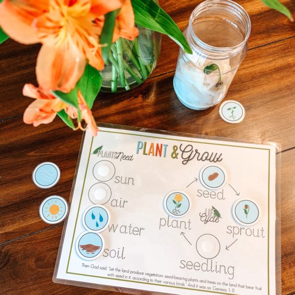 Plant Life Cycle Lesson | Printable & Experiment - Arrows & Applesauce