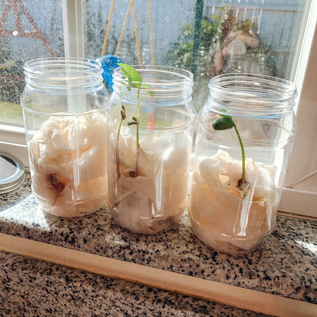 Plant Life Cycle Lesson | Printable & Experiment - Arrows & Applesauce