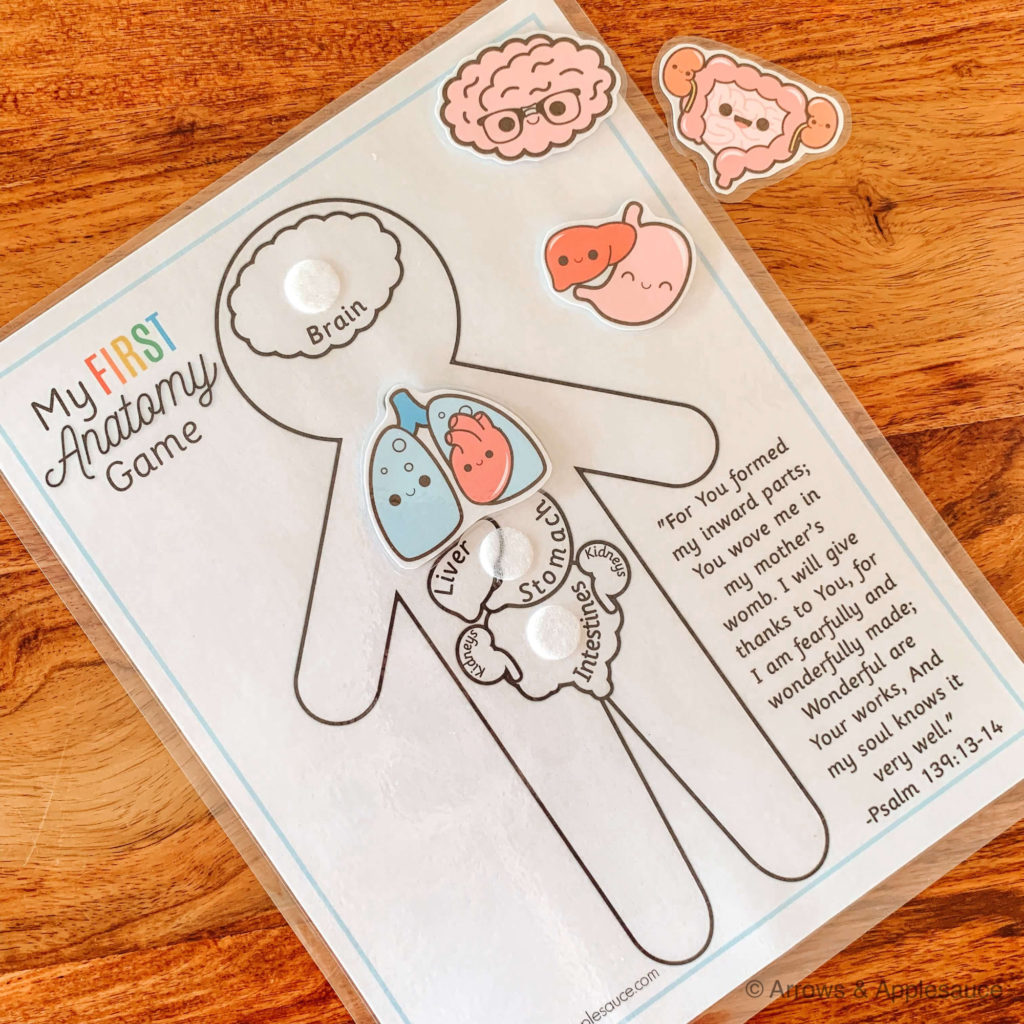 Learning about the human anotomy is fun and easy for kids with My First Anatomy game. Identify, match, and learn! We are fearfully and wonderfully made! #aboutme #anatomygame #preschoolscience #homeschoolprintables #humananatomy #busybindergame #filefoldergame #preschoolathome #kindergartenprintables #anatomyactivities #educationalprintables #fearfullyandwonderfullymade #kidsgames #homeschoolcurriculum