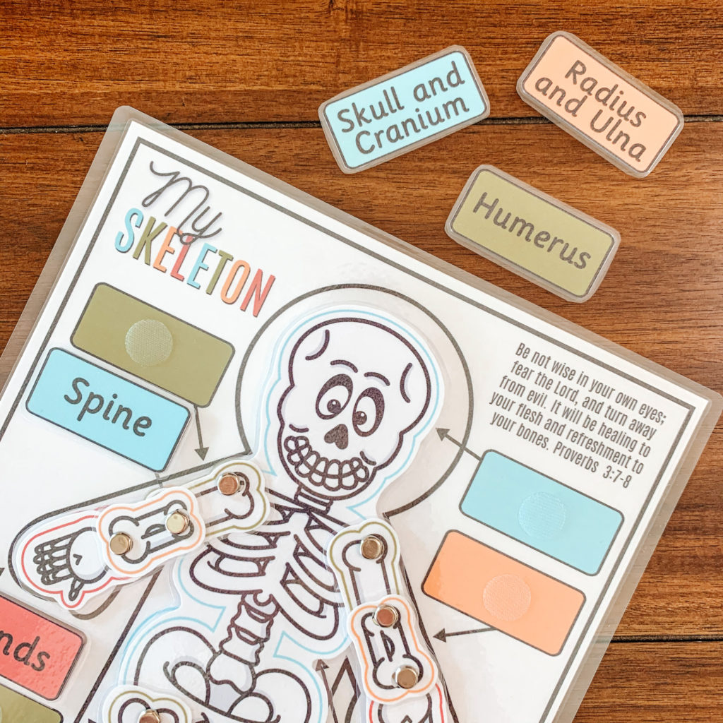 We're learning about the human skeleton with this fun (and entertaining) printable skeleton. Assemble your skeleton, and let the fun and learning begin! #skeleton #humanbones #humananatomy #humanscience #homeschoolscience #kidssciencelesson #printableskeleton #kindergarten #anatomylesson #bones