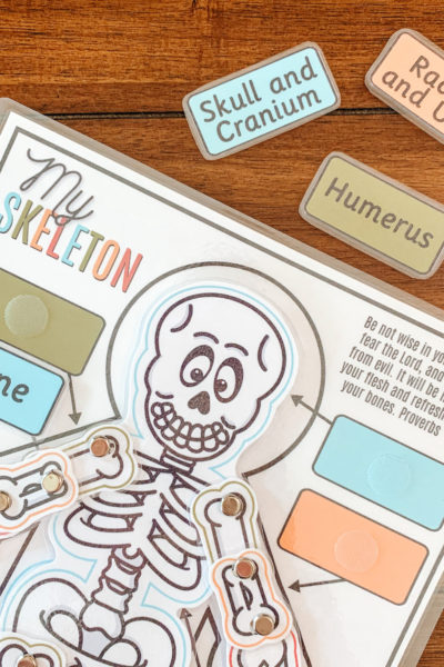 We're learning about the human skeleton with this fun (and entertaining) printable skeleton. Assemble your skeleton, and let the fun and learning begin! #skeleton #humanbones #humananatomy #humanscience #homeschoolscience #kidssciencelesson #printableskeleton #kindergarten #anatomylesson #bones