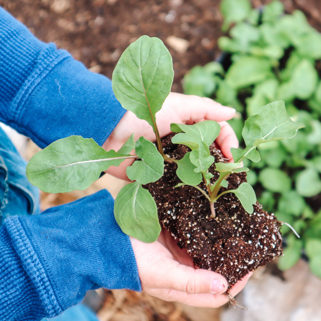 Gardening with children has so many benefits! So I've turned to a Master Gardener for tips and encouragement! #gardening #gardeningwithkids #naturestudy #gooutside #Charlottemason #homeschoolfamily #springkidsactivities #startagarden