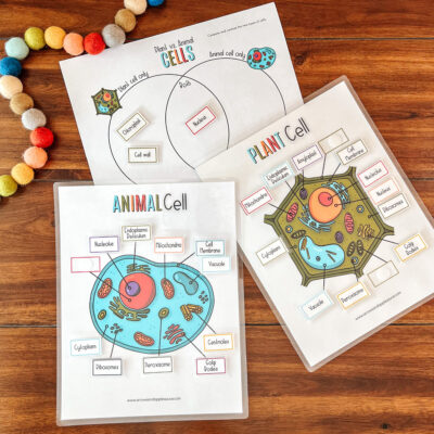 Plant + Animal Cell Anatomy Activities - Arrows & Applesauce