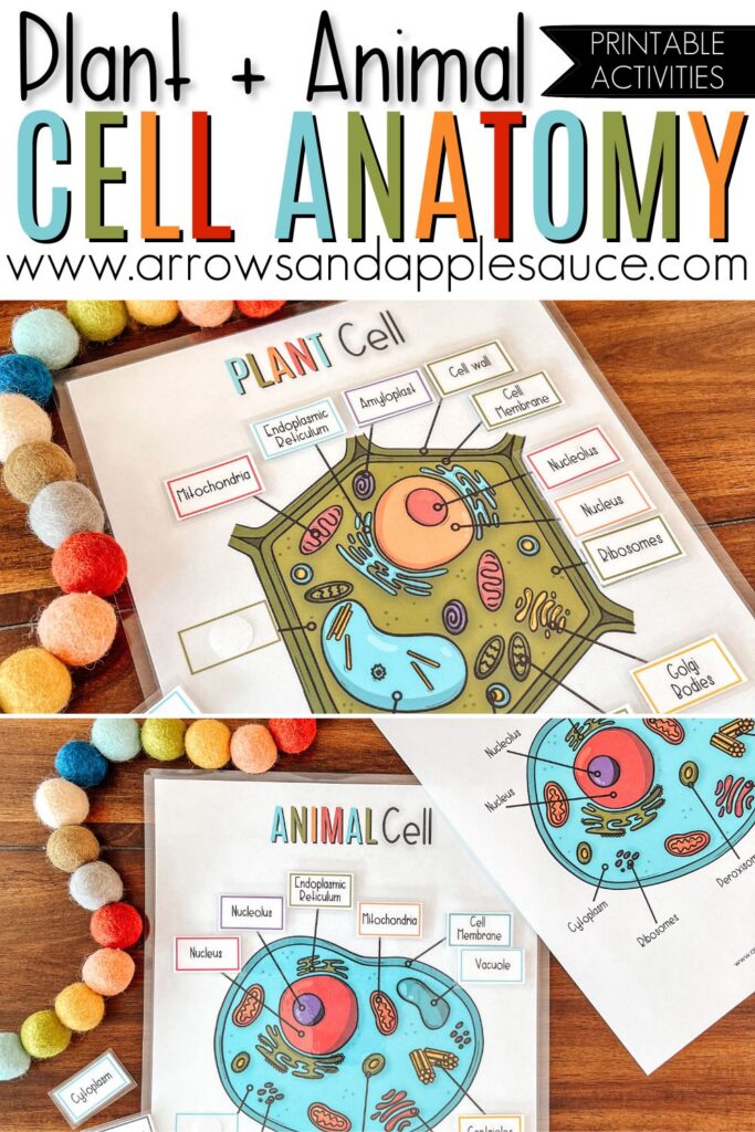 Let's learn about the cell anatomy of plants and animals! Perfect for homeschool science lessons and great for multiple ages! #homeschoolscience #cellstructure #thirdgrade #fourthgrade #plantcell #animalcell #kidssciencelesson