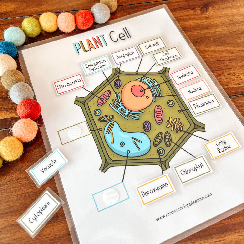 Let's learn about the cell anatomy of plants and animals! Perfect for homeschool science lessons and great for multiple ages! #homeschoolscience #cellstructure #thirdgrade #fourthgrade #plantcell #animalcell #kidssciencelesson
