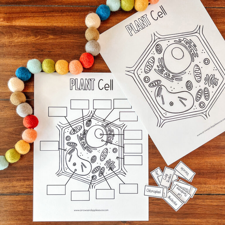 Plant + Animal Cell Anatomy Activities - Arrows & Applesauce